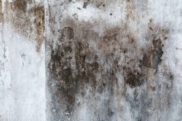  Utica, NE Mold Removal Pros