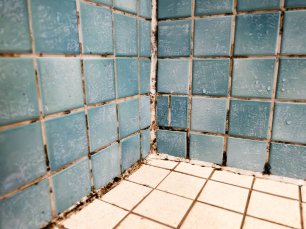 Mold Remediation for Vacation Homes in Utica, NE