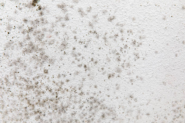 Best Real Estate Mold Inspection  in Utica, NE