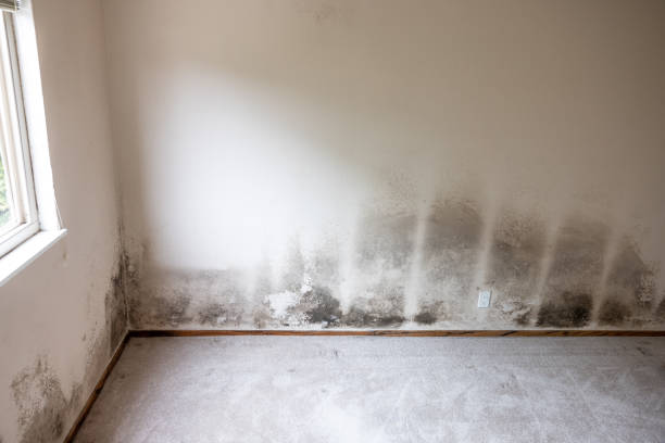 Best Black Mold Removal  in Utica, NE