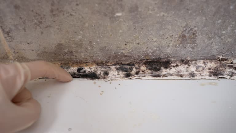 Best Air Quality Testing for Mold Spores  in Utica, NE