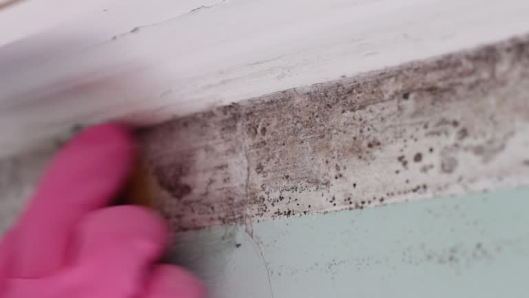 Best Airborne Mold Testing  in Utica, NE